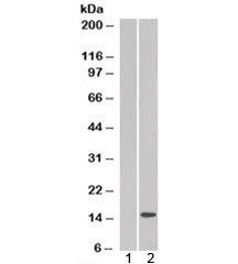 Western blot of HEK293 lysate overexpressing SH2D1A probed with SH2D1 antibody (mock transfection in lane 1). Predict