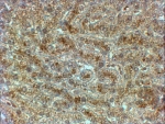 IHC testing of FFPE human liver with SYVN1 antibody at 2ug/ml. HIER: steamed with pH6 citrate buffer, HRP-staining.