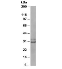 Western blot testing of MOLT4 lysate with LIVIN antibody at 0.3ug/ml. Pred