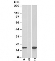Western blot of HEK293 lysate overexpressing human PHLDA3-MYC probed with PHLDA3 antibody [1ug/ml] in Lane A and probed with anti-MYC [1/1000] in Lane C. Mock-transfected HEK293 probed with PHLDA3 [1ug/ml] in Lane B. Predicted molecular weight: ~14kDa.