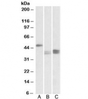 Western blot testing of mouse lymph node (A), stomach (B) and intestine (C) lysates with TXNDC5 antibody at 0.1ug/ml. Predicted molecular weight (mouse): ~46kDa.