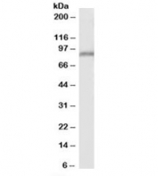 Western blot testing of human kidney lysate with Ppig antibody at 2ug/ml. Predicted molecular weight: ~88kDa.