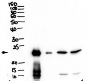 Western blot testing of secretions from human primary airway cells in culture (lanes 1 and 2) and in human bronchoalveolar lavage fluid (lanes 3 and 4) with PLUNC antibody at 2ug/ml.