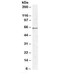 Western blot testing of human hippocampus lysate with Synaptotagmin 1 antibody at 1ug/ml. Predicted molecular weight: ~48/65kDa (unmodified/glycosylated).~