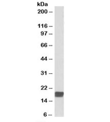 Western blot testing of mouse testis lysate with CIRBP antibody at 0.01ug/ml. Predicted molecular weight: ~18kDa.~
