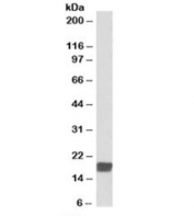 Western blot testing of mouse testis lysate with CIRBP antibody at 0.01ug/ml. Predicted molecular weight: ~18 kDa.