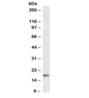 Western blot testing of rat testis lysate with biotinylated CIRBP antibody at 1ug/ml. Predicted molecular weight: ~18kDa.