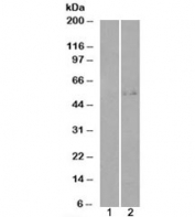 Western blot of HEK293 lysate overexpressing GCNT3 probed with GCNT3 antibody (mock transfection in lane 1). Predicted molecular weight ~51kDa.