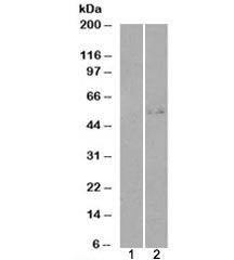 Western blot of HEK293 lysate overexpressing GCNT3 probed with GCNT3 antibody (mock transfection in lane 1). Predicted