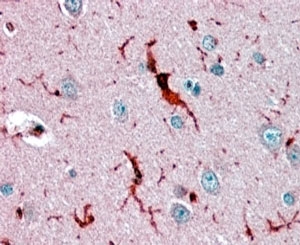 IHC staining of FFPE human cerebral cortex with GPX antibody at 3.8ug/ml. HIER: steamed with pH6 citrate buffer, AP-staining.