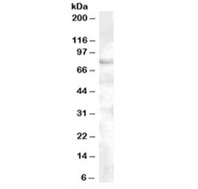 Western blot testing of human cerebellum lysate with FOXP2 antibody at 0.5ug/ml. Predicted molecular weight: ~80kDa.~