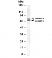 Western blot testing of human cerebellum lysate with BMAL1 antibody at 0.3ug/ml
