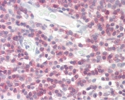 IHC testing of FFPE human tonsil tissue with DPM1 antibody at 3.75ug/ml. Required HIER: steamed antigen retrieval with pH6 citrate buffer; AP-staining.