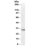Western blot testing of human liver lysate with DPM1 antibody at 0.1ug/ml. Predicted molecular weight: ~29 kDa.