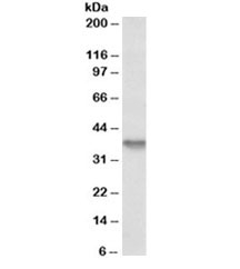 Western blot testing of HepG2 lysate with Syndecan 1 antibody at 1ug/ml. Predicted molecular weight ~32kDa but often observed higher due to glycosylation.