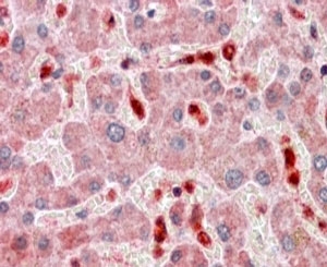 IHC staining of FFPE human liver with TMS1 antibody at 2.5ug/ml. HIER: steamed with pH6 citrate buffer, AP-staining.