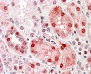 IHC staining of FFPE human kidney with Dnmt1 antibody at 4ug/ml. HIER: steamed with pH6 citrate buffer, AP-staining. Nu
