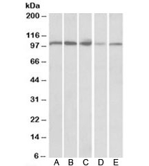 Western blot of human spleen (A), human thymus (B), mouse spleen (C), mouse thymus (D) and rat thymus (E) lysates with SIDT1 antibody at 0.3ug/ml. Predicted molecular weight: ~94kDa.~