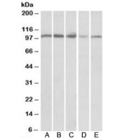 Western blot of human spleen (A), human thymus (B), mouse spleen (C), mouse thymus (D) and rat thymus (E) lysates with SIDT1 antibody at 0.3ug/ml. Predicted molecular weight: ~94kDa.