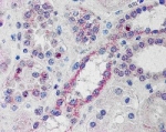 IHC testing of FFPE human kidney with NOXO1 antibody at 10ug/ml. HIER: steamed with pH6 citrate buffer, AP-staining.