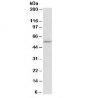 Western blot testing of HEK293 lysate with TPH2 antibody at 0.5ug/ml. Predicted molecular weight: ~56kDa.