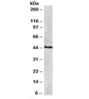 Western blot testing of HeLa lysate with RAD51C antibody at 2ug/ml. Predicted molecular weight: ~42kDa.