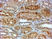 IHC testing of FFPE human kidney with COL4A3 antibody at 4ug/ml. HIER: steamed with pH6 citrate buffer, HRP-staining.