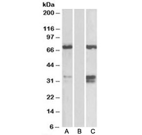 Western blot of HEK293 lysate over expressing human FOXC2-FLAG probed with FOXC2 antibody (0.1ug/ml) in Lane A and anti-FLAG (1/1000) in lane C. Mock-transfected HEK293 probed with FOXC2 antibody (1ug/ml) in Lane B. Predicted molecular weight: ~54kDa.~