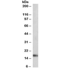Western blot testing of mouse heart lysate with ANF antibody at 0.01ug/ml. Predicted molecular weight ~17kDa.~