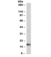 Western blot testing of mouse heart lysate with ANF antibody at 0.01ug/ml. Predicted molecular weight ~17kDa.