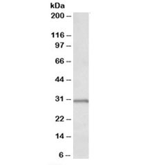 Western blot testing of human placenta lysate with IGFBP1 antibody at 0.1ug/ml. Predicted molecular weight: ~28kDa.