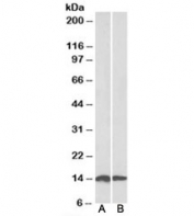 Western blot of mouse (A) and rat (B) heart lysates with NDUFS6 antibody at 0.1ug/ml. Predicted molecular weight: ~14kDa.