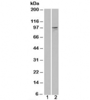 Western blot of HEK293 lysate overexpressing Neuregulin 3 probed with Neuregulin 3 antibody (mock transfection in lane 1). Predicted molecular weight: ~91kDa.