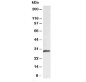Western blot testing of rat kidney lysate with SNAIL antibody at 0.1ug/ml. Predicted molecular weigth ~29 kDa.
