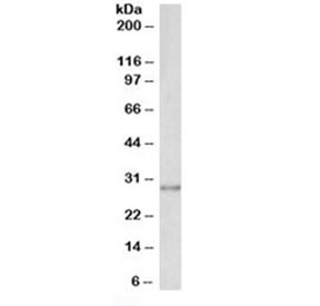 Western blot testing of A431 lysate with SNAIL antibody at 0.1ug/ml. Predicted molecular weigth ~29kDa.