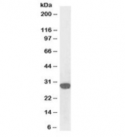 Western blot testing of A431 lysate with biotinylated SNAIL antibody at 0.1ug/ml. Predicted molecular weigth ~29kDa.