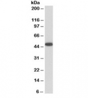 Western blot testing of human platelet lysate with VASP antibody at 0.01ug/ml. Expected molecular weight:  ~40/46-50 kDa (unmodified/phosphorylated).