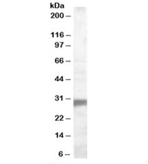 Western blot testing of human muscle lysate with EGLN3 antibody at 0.1ug/ml. Predicted molecular weight: ~28kDa.