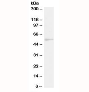 Western blot testing of human Daudi lysate with NFIL3 antibody at 2ug/ml. Predicted molecular weight: ~52kDa.