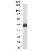 Western blot testing of Jurkat lysate with HLA-B antibody at 0.1ug/ml. Predicted molecular weight: ~40/45kDa (unmodified/glycosylated).