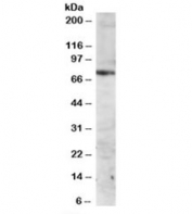 Western blot testing of Jurkat lysate with ITK antibody at 2ug/ml. Predicted molecular weight: ~72kDa.