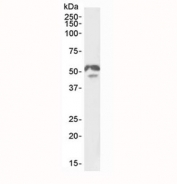 Western blot testing of mouse small intestine lysate with HNF4A antibody at 0.5ug/ml. Predicted molecular weight ~53/51.5 kDa (long/short form).