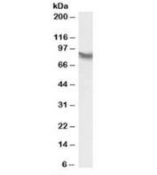 Western blot testing of HepG2 lysate with LPP antibody at 0.1ug/ml. Predicted molecular weight: ~66kDa but is routinely observed at 80~85kDa.
