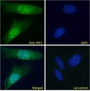 IF/ICC staining of fixed and permeabilized mouse NIH 3T3 cells with RIF1 antibody (green) at 10ug/ml and DAPI nuclear stain (blue).