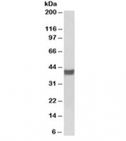 Western blot of pig heart lysate with CTnT antibody at 0.01ug/ml.