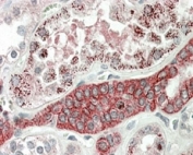 IHC staining of FFPE human kidney with DCN1 antibody at 5ug/ml. HIER: steamed with pH6 citrate buffer, AP-staining.