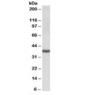 Western blot testing of human cerebellum lysate with DAO antibody at 0.03ug/ml. Predicted molecular weight: ~39kDa.