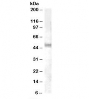 Western blot testing of human cerebellum lysate with NPFFR1 antibody at 0.03ug/ml. Predicted/observed molecular weight: ~48kDa.