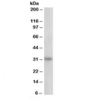 Western blot testing of 293 lysate with PITPNB antibody at 1ug/ml. Predicted/observed molecular weight: ~32kDa.