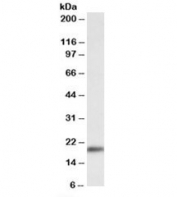 Western blot testing of mouse heart lysate with Wfdc1 antibody at 0.3ug/ml. Predicted molecular weight: ~23kDa.